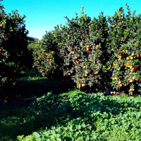 Terreno con arance e olive