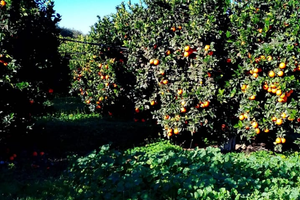 Terreno con arance e olive