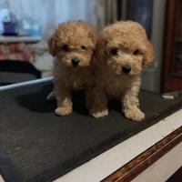 Cucciolini Barboncino toy e nanetti