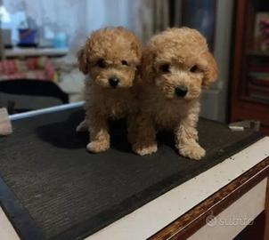 Cucciolini Barboncino toy e nanetti