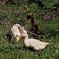 Oche + anatre ciuffate *+ germano