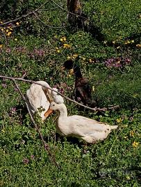 Oche + anatre ciuffate *+ germano