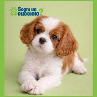 Cavalier King taglia piccola b. / arancio blenheim