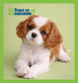 Cavalier King taglia piccola b. / arancio blenheim