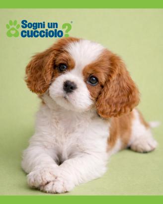 Cavalier King taglia piccola b. / arancio blenheim