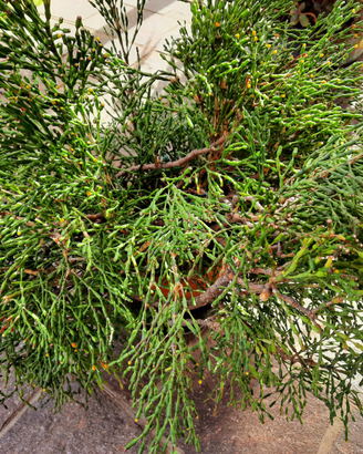 Pianta grassa