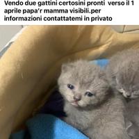 Gatti certosini