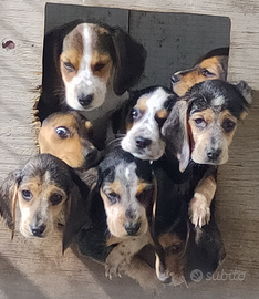 Cuccioli di Beagle