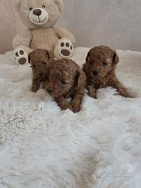 Barboncino barbone Toy Fulvo Enci