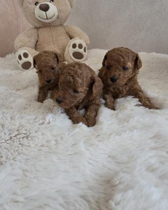 Barboncino barbone Toy Fulvo Enci