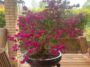 Bonsai azalea