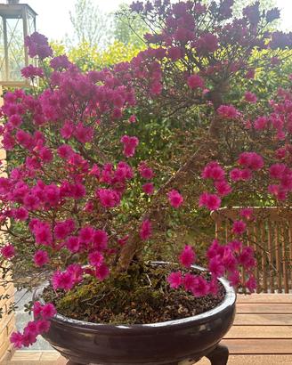 Bonsai azalea