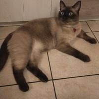 Gatto siamese
