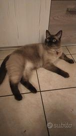 Gatto siamese