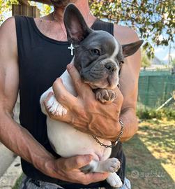 Femminuccia bulldog francese blu e bianco