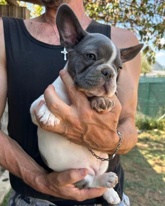 Femminuccia bulldog francese blu e bianco