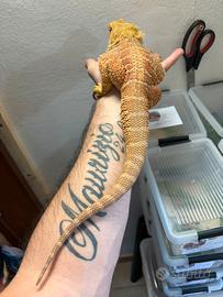Coppia Pogona vitticeps
