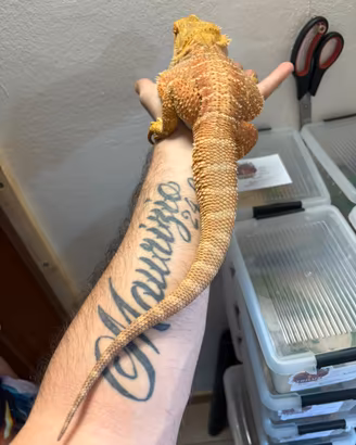 Coppia Pogona vitticeps