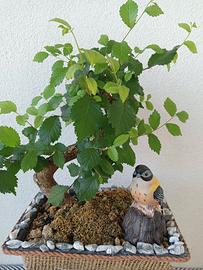 Bonsai