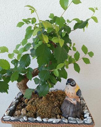 Bonsai