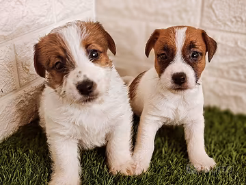 Jack Russell con pedigree 
