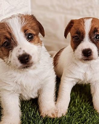 Jack Russell con pedigree 