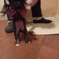 Splendidi cuccioli Mix Spinone - Adozione Responsa