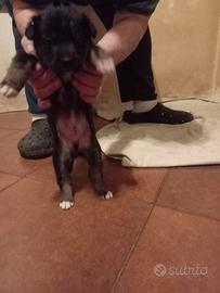 Splendidi cuccioli Mix Spinone - Adozione Responsa