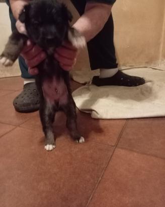 Splendidi cuccioli Mix Spinone - Adozione Responsa