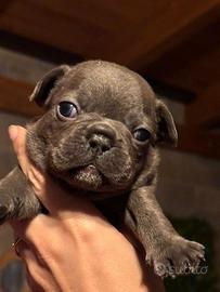 Bulldog francese