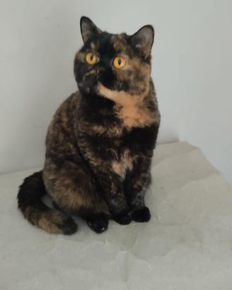 Gattini di pura razza british shorthair con pedigr