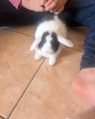 Coniglio ariete nano