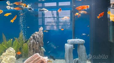 Pesci Molly/ Portaspada/Platy