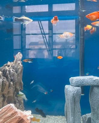 Pesci Molly/ Portaspada/Platy