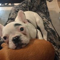 ULTIMO bulldog francese esotic maschietto 