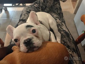 ULTIMO bulldog francese esotic maschietto 