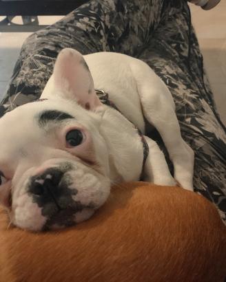 ULTIMO bulldog francese esotic maschietto 