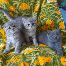 Cuccioli Scottish fold e Scottish straight