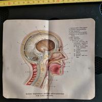 Stampe cromlitografie corpo umano