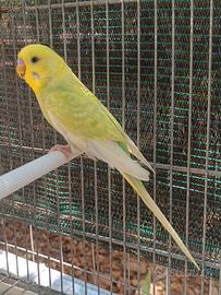 Cocorite giovani raibow