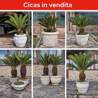 cicas piante 