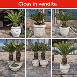 cicas piante 