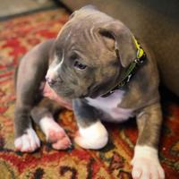 Cucciolo di Pitbull