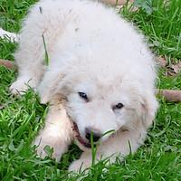 Cucciola pastore abruzzese maremmano