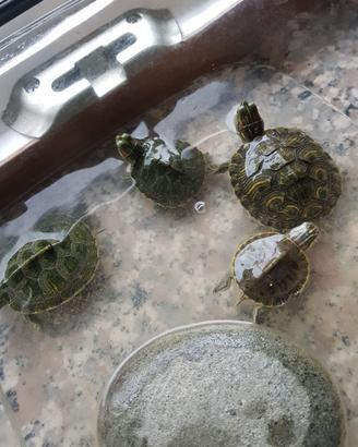 Tartarughe acqua