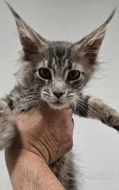 Cucciola Maine coon 3 mesi vaccinata
