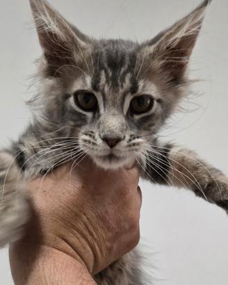Cucciola Maine coon 3 mesi vaccinata