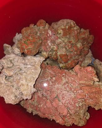 Rocce vive acquario marino (Fiji + sintetiche)