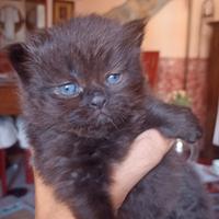 Cuccioli British longhair