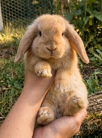 Cucciolo coniglio ariete nano maschip
